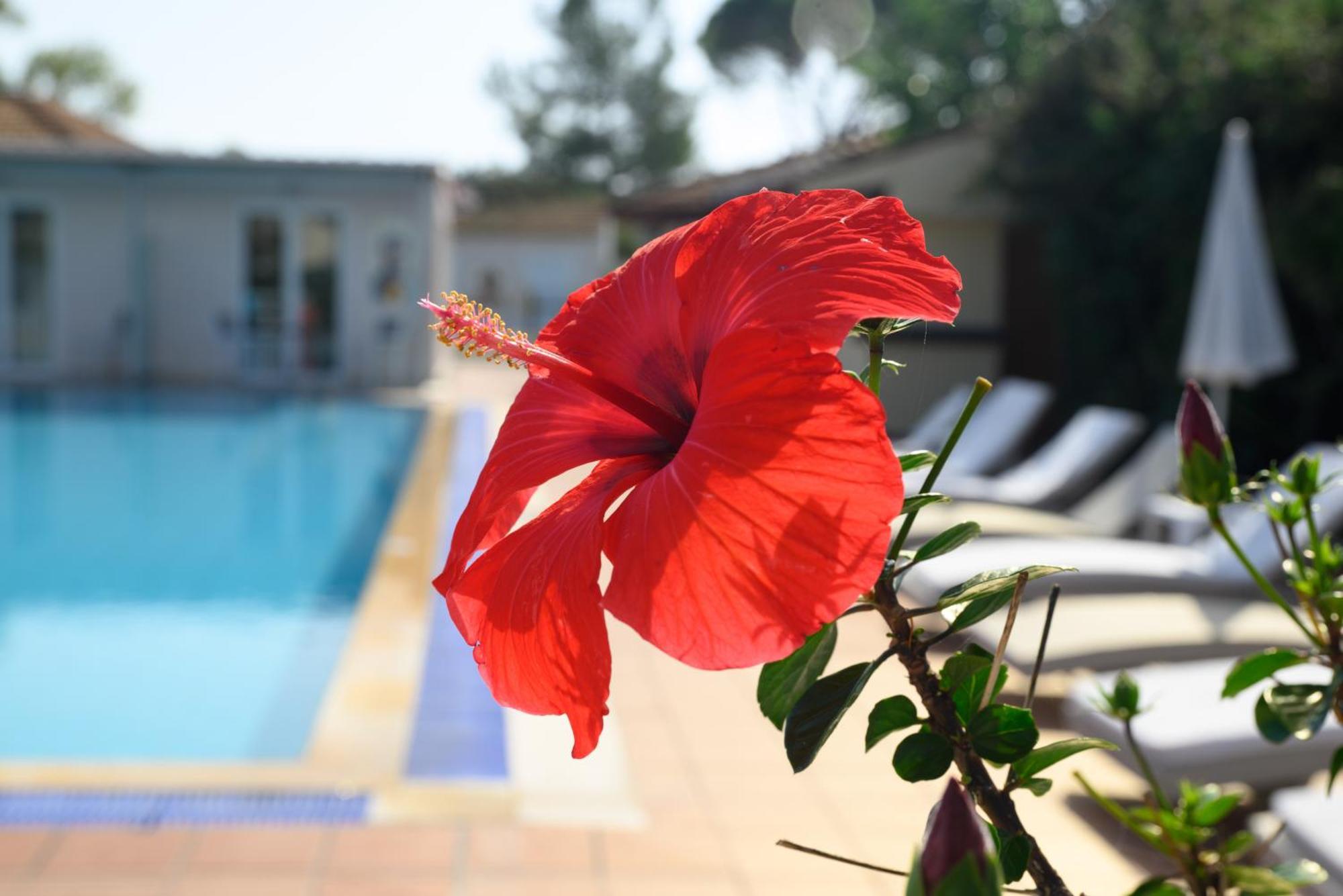 Standard Swim-up-Zimmer – Nebengebäude